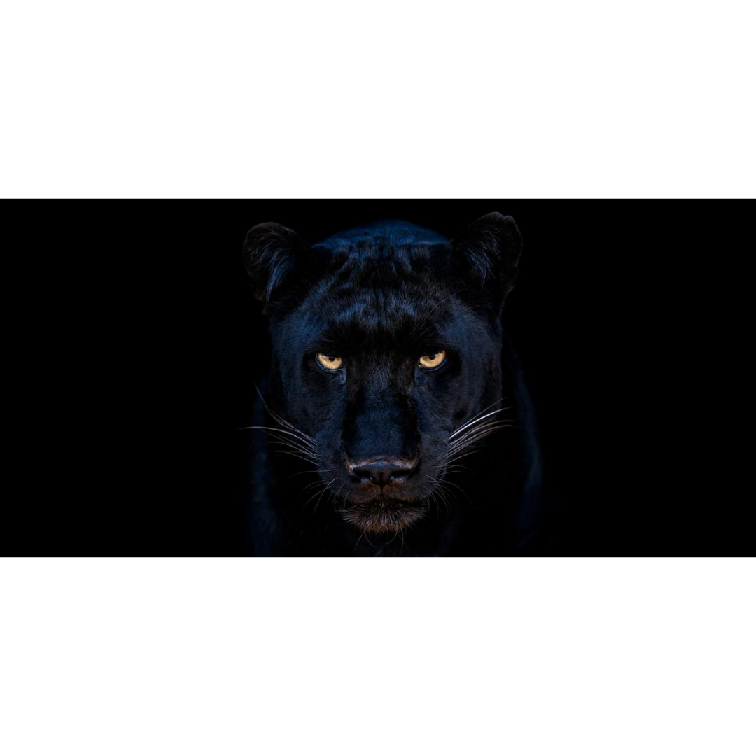 David Yarrow — The Black Panther Club (2025)